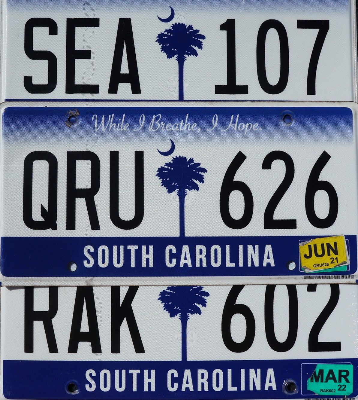 SOUTH CAROLINA LICENSE PLATES Palm Tree Blue Flat License Plate Tags Random #